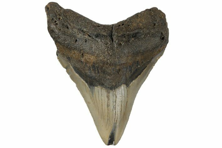 Fossil Megalodon Tooth - North Carolina #183344